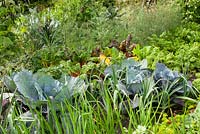 Beta vulgaris - Swiss Chard Onion Broccoli and Brassica olercea 'Drumhead' in vegetable bed 