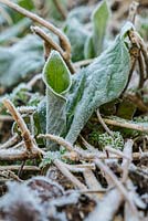 Arum maculatum - wild arum, fresh growth covered in a February frost.
