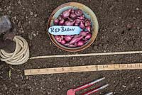 Onion sets - Allium cepa L 'Red Baron'