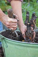 Plant the divided Rhubarb crowns into a suitable container, ensuring they are evenly spaced apart allowing room for growth