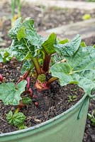 Successfully divided Rhubarb crowns growing in a metal basin