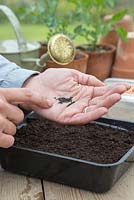 Sowing seeds into a tray of compost