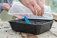 Covering the seeds with the propagator lid to promote growth