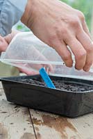 Covering the seeds with the propagator lid to promote growth