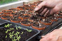Pricking out seedlings into individual pots