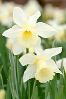 Narcissus Beersheba
