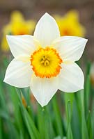 Narcissus Croesus
