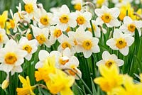 Narcissus Croesus