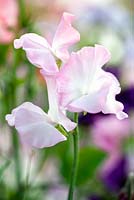 Lathyrus odoratus Pink Pearl