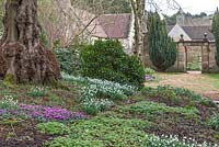 Galanthus nivalis and Cyclamen coum at Colesbourne Park, Gloucestershire - February