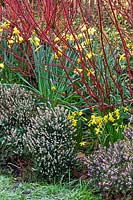 Cornus alba 'Sibirica', Erica x darleyensis 'Darley dale', Narcissus - February