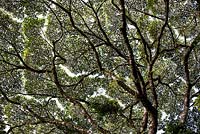 Ceiba or Kapok tree, Manuel Antonio, Costa Rica