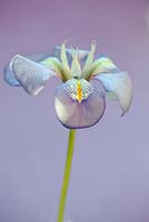 Iris unguicularis, January, Suffolk