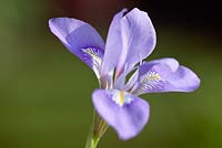 Iris unguicularis, April, Suffolk