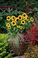 Multi-headed dwarf sunflower, Helianthus anuus 'Waooh' displayed with bud heathers and Carex 'Frosted Curls' in a wicker basket