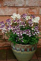 Scented container with a trio of contrasting Nemesias. Nemesia 'Berries and Cream', 'Lady Vanilla' and 'Blueberry Ripple'.