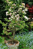 Fruit tree grafted onto a dwarfing rootstock and in full blossom in a terracotta pot stood in a river of forget-me-nots.