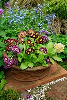 Mixed border Auriculas, Primula auricula growing in a shallow terracotta pan decorated in a basketweave pattern and dressed with moss against a backdrop of forget-me-nots.