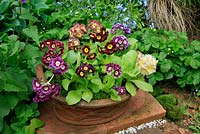 Mixed border Auriculas, Primula auricula growing in a shallow terracotta pan decorated in a basketweave pattern against a backdrop of forget-me-nots.