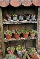 Houseleek collection, Sempervivum growing in metal and terracotta pots in a tiered display theatre made from weathered timber and salvaged roof tiles.  