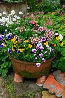 Dwarf Sweet Williams and mixed Violas growing in a wide terracotta pan colonised by moss and stood up on smaller pots to aid drainage and add prominence. June. West Midlands