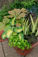Five bold foliage plants growing in a decorated terracotta pot, chosen for their contrasts in colour, form and texture. Epimedium, Ligularia 'Britt Marie Crawford', Iris pseudacorus 'Variegata', Rodgersia podophylla and Hosta 'Great Expectations'. June. West Midlands