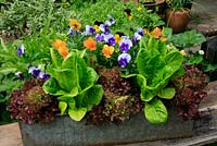 Three contrasting varieties of lettuce ready to pick over with mixed violas whose flowers can also be added to the salad bowl. The lettuce make a decorative edging to a galvanised metal trough. Lettuce 'Lollo Rossa', 'Catalogna' and 'Little Gem Pearl' with Viola 'Sorbet Select'. June. West Midlands.