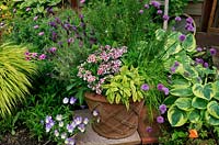 Cottage garden favourites including herbs and Geranium 'Patricia' in a border and basketweave, frostproof terracotta pot. Dwarf Sweet Williams, variegated sage, Salvia officinalis 'Icterina', Chives in flower, Allium schoenoprasum, Lavandula 'Fathead' and Rosemary, Rosmarinus officinalis, Viola Susie' at the base and a backdrop of Hosta 'Wide Brim'. June. West Midlands