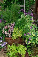 Cottage garden favourites including herbs and lettuce for late spring and early summer in a border and basketweave, frostproof terracotta pot. Dwarf Sweet Williams, variegated sage, Salvia officinalis 'Icterina', Chives in flower, Allium schoenoprasum, Lavandula 'Fathead' and Rosemary, Rosmarinus officinalis, Viola Susie' at the base and a backdrop of Hosta 'Wide Brim'. June. West Midlands