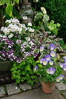Soft tones of yellow, pink and purple in a container display  for late spring and summer. Scented Nemesia 'Lady Vanilla' and 'Berries and Cream' with Viola 'Suzie', variegated sage, Salvia officinalis 'Tricolor' and self sown golden leaved feverfew in a crack in the paving. June. West Midlands 