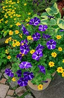 Yellow and blue themed summer container. New Crazytunia 'Wedgwood Blue' with double flowered Bidens 'Pirate's Treasure' tumbling over the rim of a tall terracotta pot.