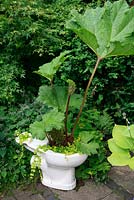 Gunnera manicata growing in a toilet bowl which provides ideal water retaining conditions. It is underplanted with yellow leaved Creeping Jenny, Lysimachia nummularia 'Aurea'. 