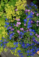 Brachycome 'Brasco Violet' with Anagallis 'Sky Lover' spilling out of a large blue glazed bowl across paving and a clump of Alchemilla mollis. 