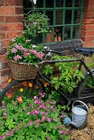 A pensioned off bike provides a home in its wicker basket for Sweet Williams whilst Welsh Poppies and Geranium macrorrhizum 'Bevan's Variety' grows through the spokes. An old kettle is suspended in front of a tac room window with variegated clover spilling down the sides. June. West Midlands