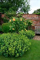 Standard rose, Rosa Graham Thomas used to give height, character and perfume to a rose garden and underplanted with Lady's Mantle, Alchemilla mollis. June. Worcestershire