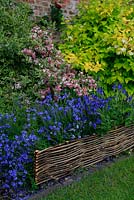 A low, woven hazel fence forms an edging to a lawn that stops perennials like this blue Veronica flopping over onto the grass. June.