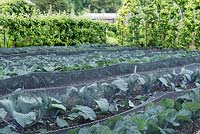 Rows of cabbages grown under fine netting to keep off the pigeons. Cabbage Deadon in the foreground with Cabbage Rodeo behind it.