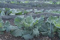 Rows of cabbages grown under fine netting to keep off the pigeons. Cabbage 'January Kings, Red Jewel and Siberic in the background.