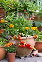 Pot of Tomato 'Heartbreaker', French marigolds and parsley. Behind, bucket of strawberries.