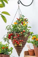 Basket planted with Tomato 'Heartbreaker', marigolds and peppers, hanging beside potting table with pots of parsley and French marigolds.