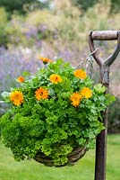 A hanging basket with curly leaved and Italian parsley with French marigolds suspended from an old garden fork.