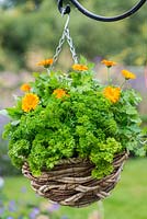A hanging basket with curly leaved and Italian parsley with French marigolds.