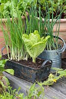 A recycled metal container planted with spring onions and Cos lettuce.