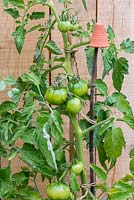 Tomatoes ripening on the vine.