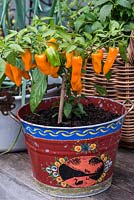 Chilli Pepper 'Cheyenne', a compact, multi-branching variety bearing masses of orange chillies from midsummer until first frosts. Fairly hot, measuring 40,000shu - Scoville heat units