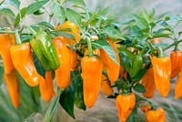 Capsicum - Chilli Pepper 'Cheyenne', a compact, multi-branching variety bearing masses of orange chillies from midsummer until first frosts. Fairly hot, measuring 40,000shu - Scoville heat units