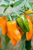 Capsicum - Chilli Pepper 'Cheyenne', a compact, multi-branching variety bearing masses of orange chillies from midsummer until first frosts. Fairly hot, measuring 40,000shu - Scoville heat units.