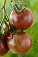 Solanum lycopersicum 'Black Opal'. Cherry tomato. Syn. Lycopersicon esculentum
