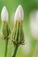 Crepis rubra - Pink dandelion Seed heads  