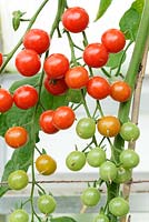 Solanum lycopersicum 'Sweet Aperitif'. Cherry tomato F1 Hybrid, syn. Lycopersicon esculentum. Growing in greenhouse

